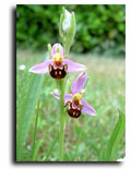 Orchid&eacute;es