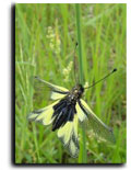 Papillon
