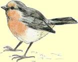 Oiseau